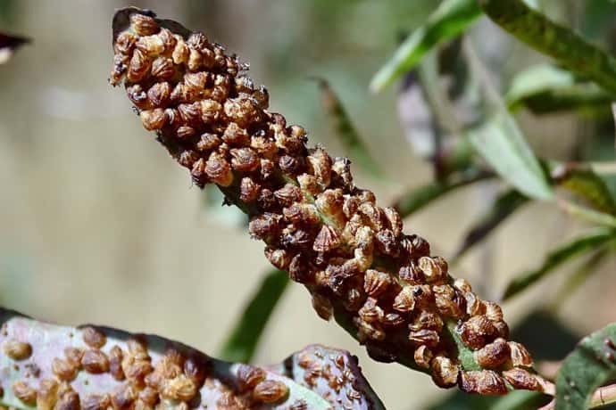 Scientists warn of increasing threats posed by invasive alien species
