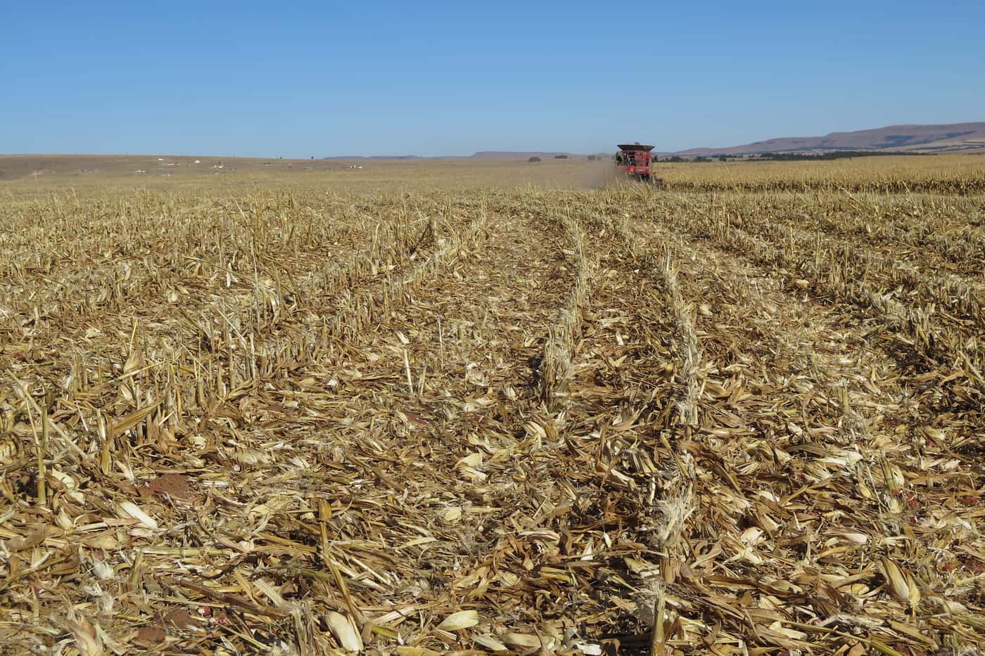 FABI launches its multi-disciplinary Grain Research Programme