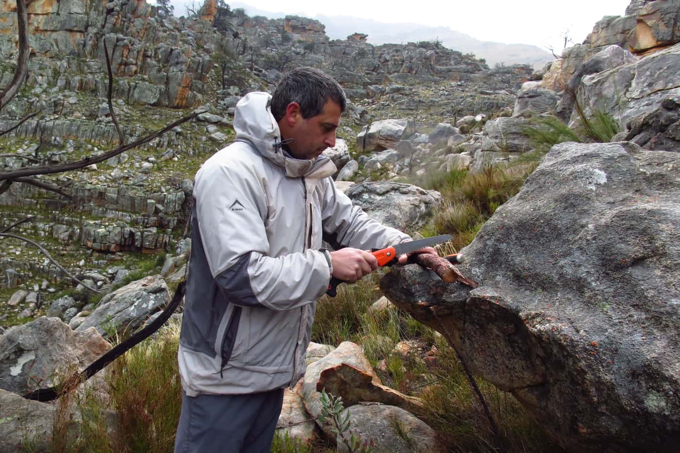Sampling the iconic and declining cedars in the Cedarberg mountains