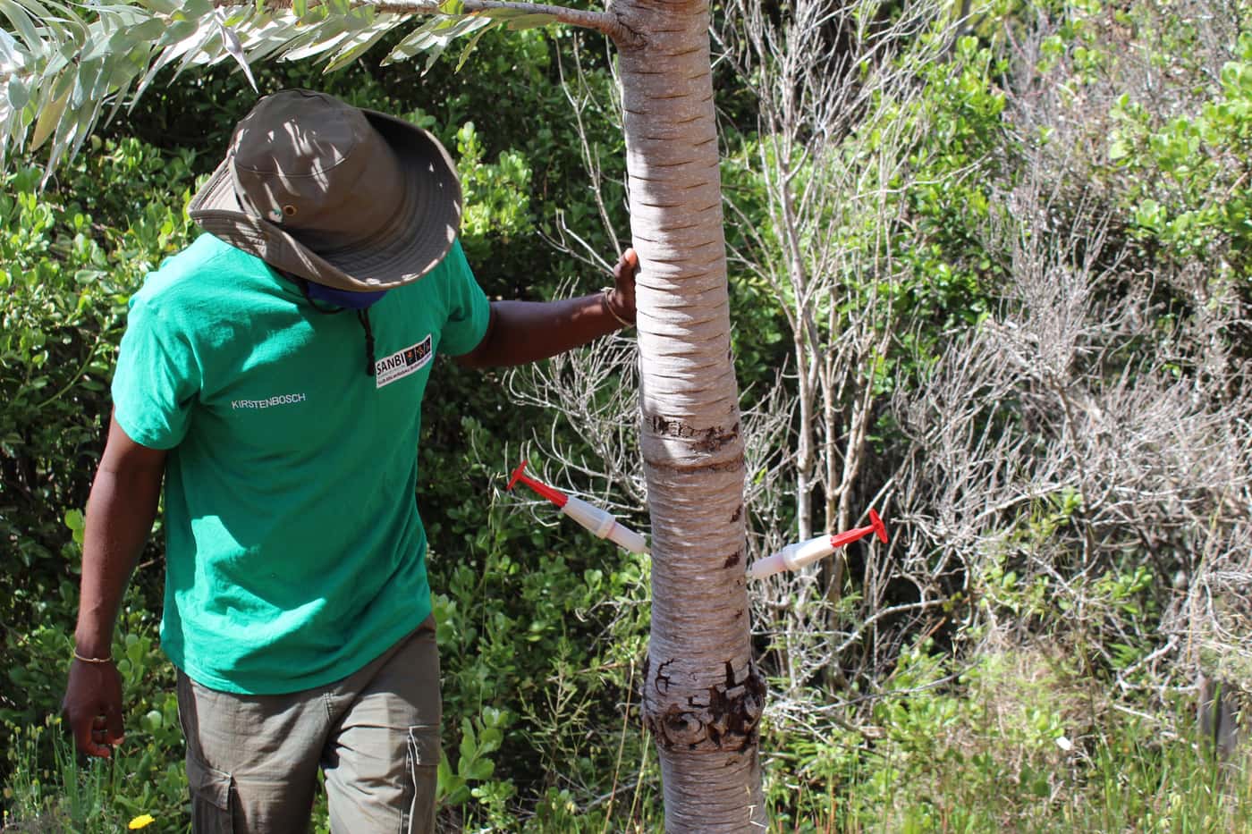 Inspection of invasive disease and pest problems in SANBI's Cape gardens