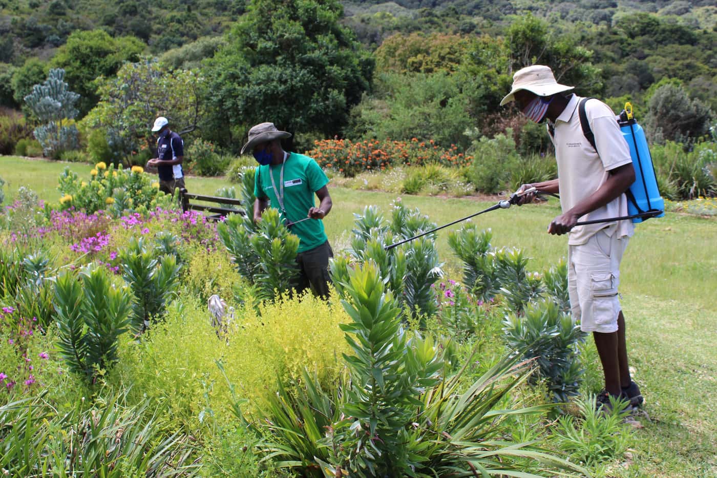 Inspection of invasive disease and pest problems in SANBI's Cape gardens
