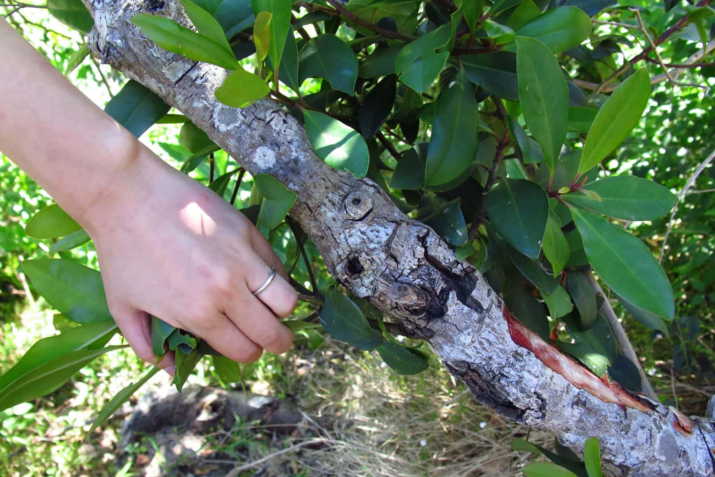 Inspection of invasive disease and pest problems in SANBI's Cape gardens