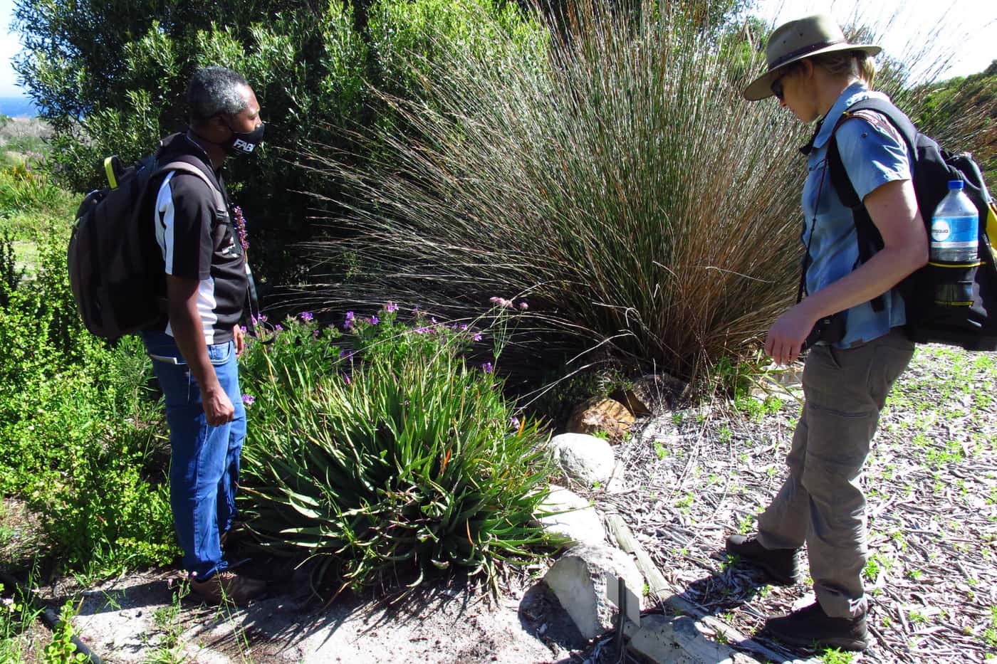 Inspection of invasive disease and pest problems in SANBI's Cape gardens