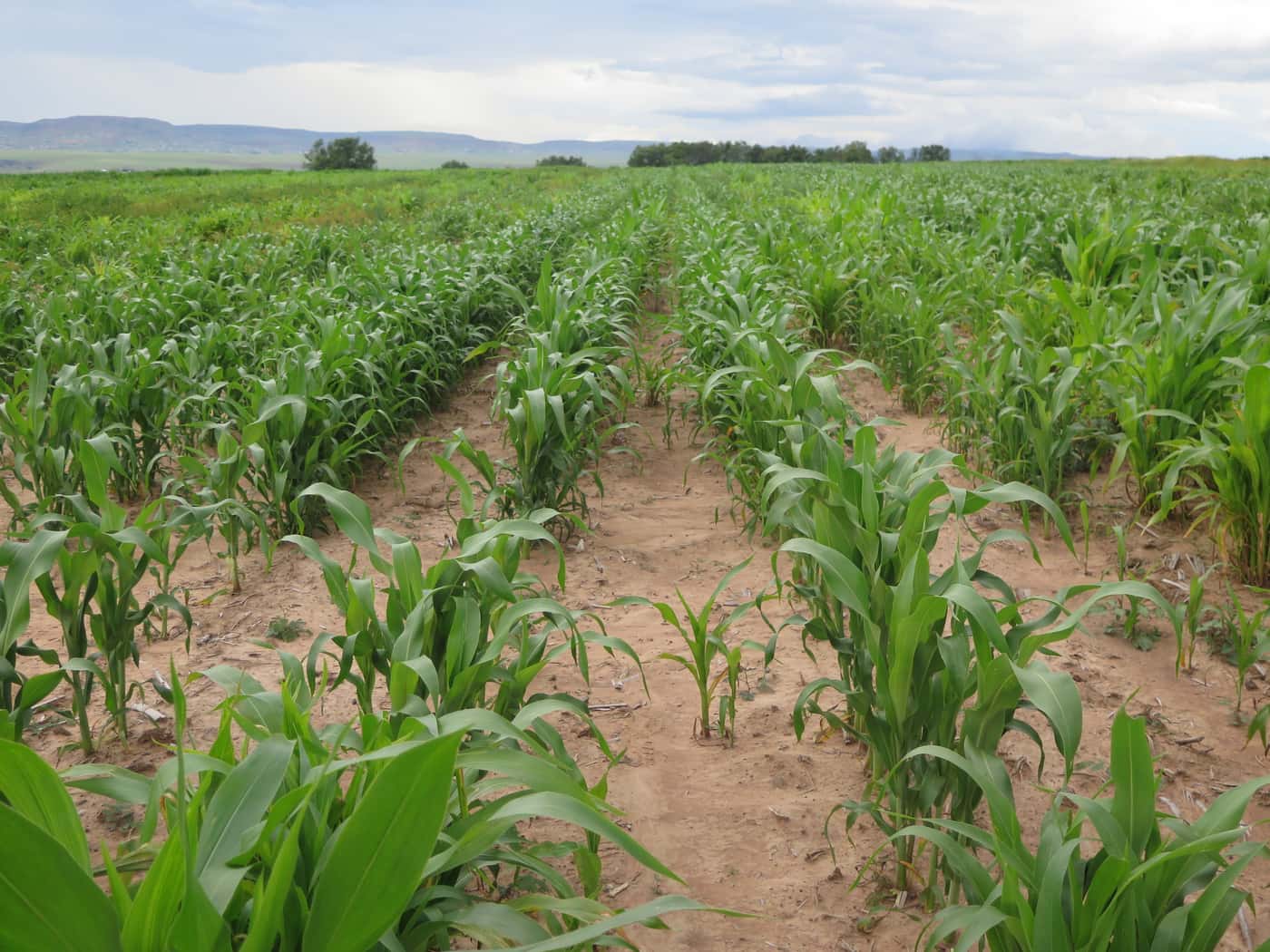 Disease screening of maize genotypes in the Eastern Cape