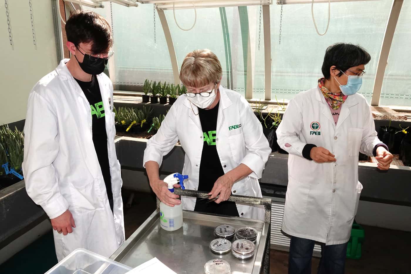 An inoculation “party” in FABI
