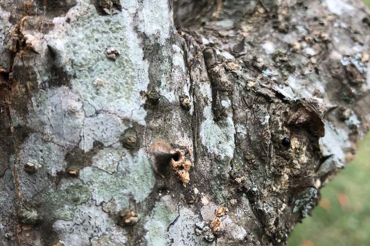 Scouting for native natural enemies of PSHB