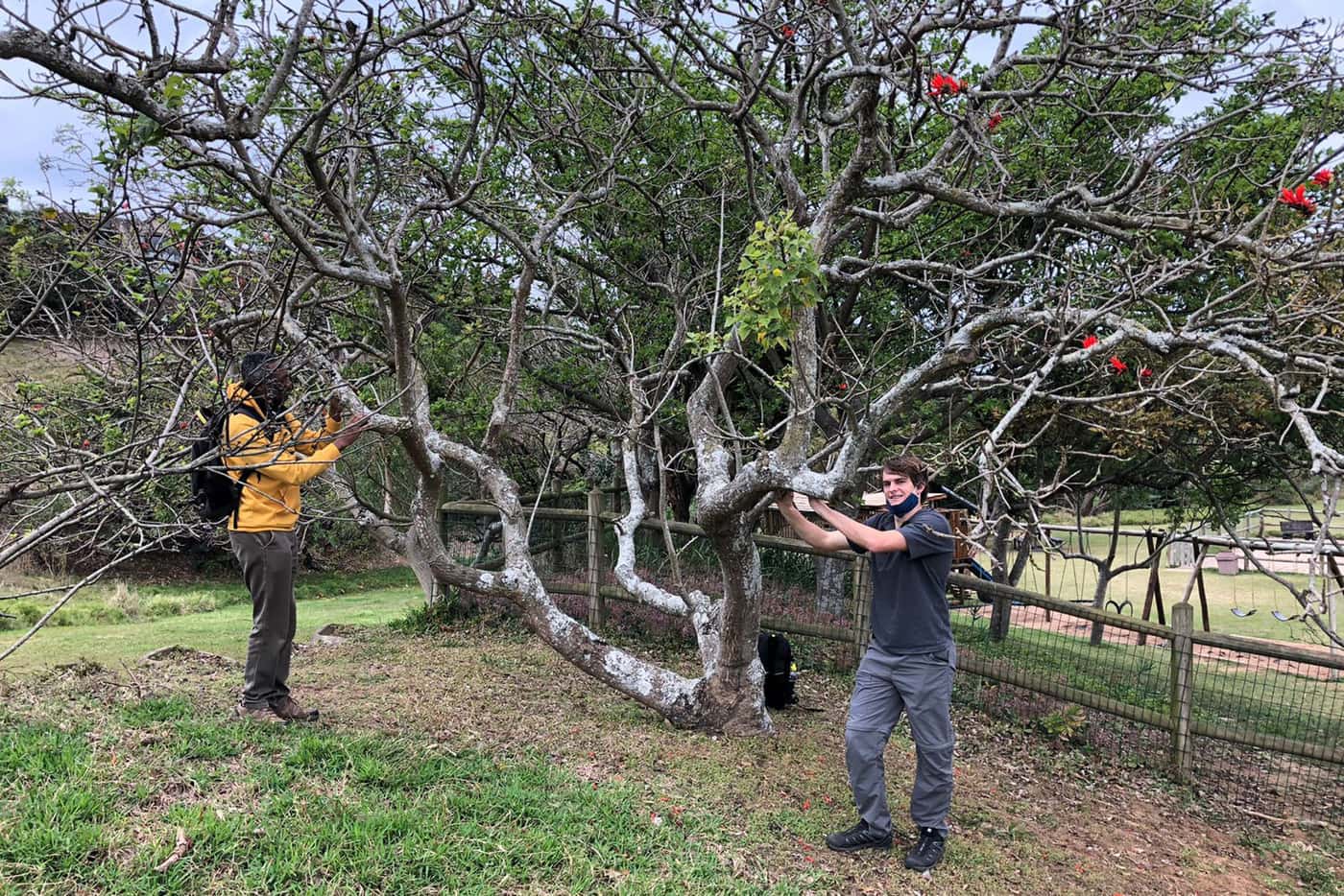 Scouting for native natural enemies of PSHB