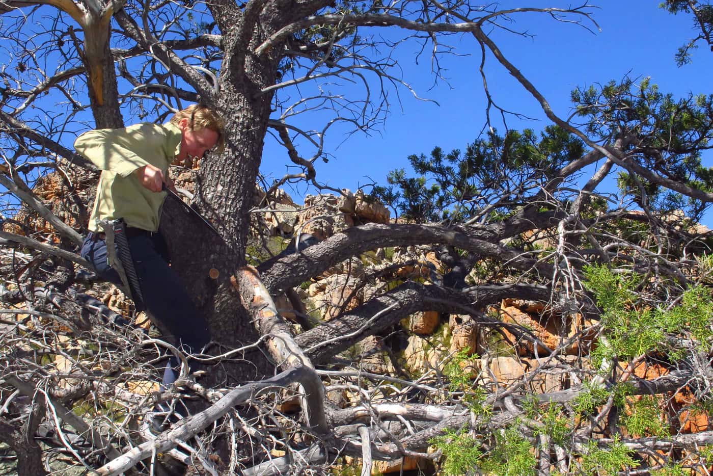 FABI team returns to the Cederberg for sampling