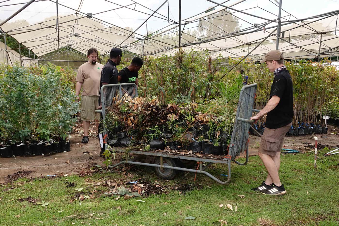Tree planting brings the year to a close