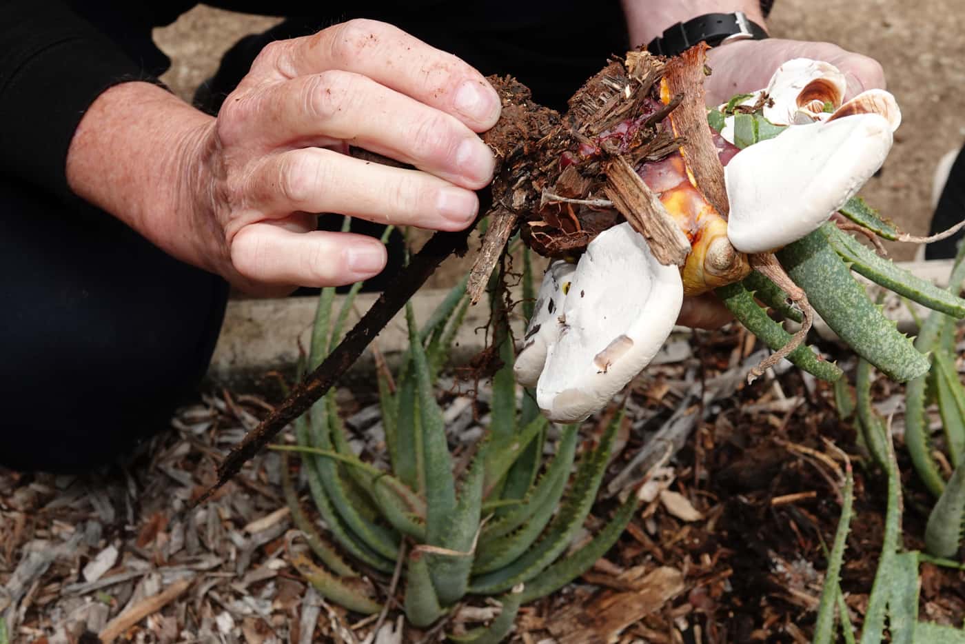 The root rotting fungus <i>Ganoderma</i> strikes UP campus trees