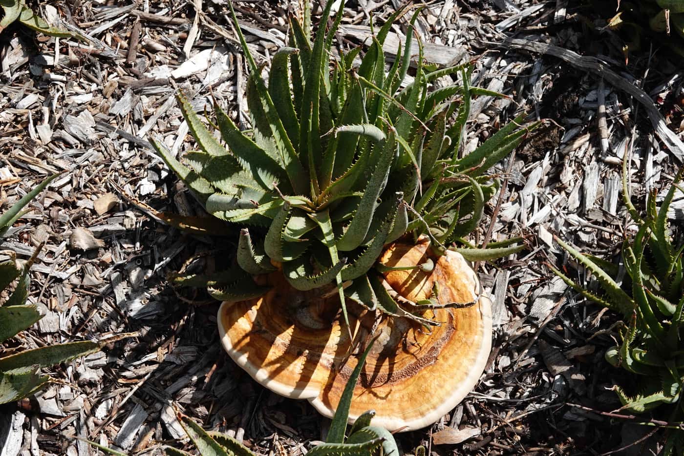 The root rotting fungus <i>Ganoderma</i> strikes UP campus trees