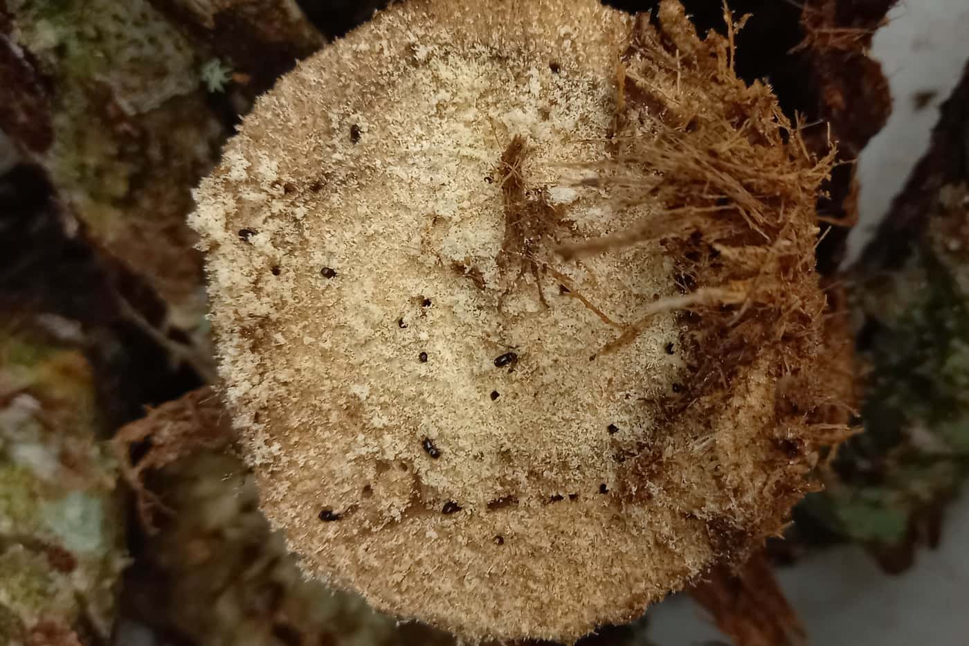 Collection of ambrosia beetle infested material in Durban
