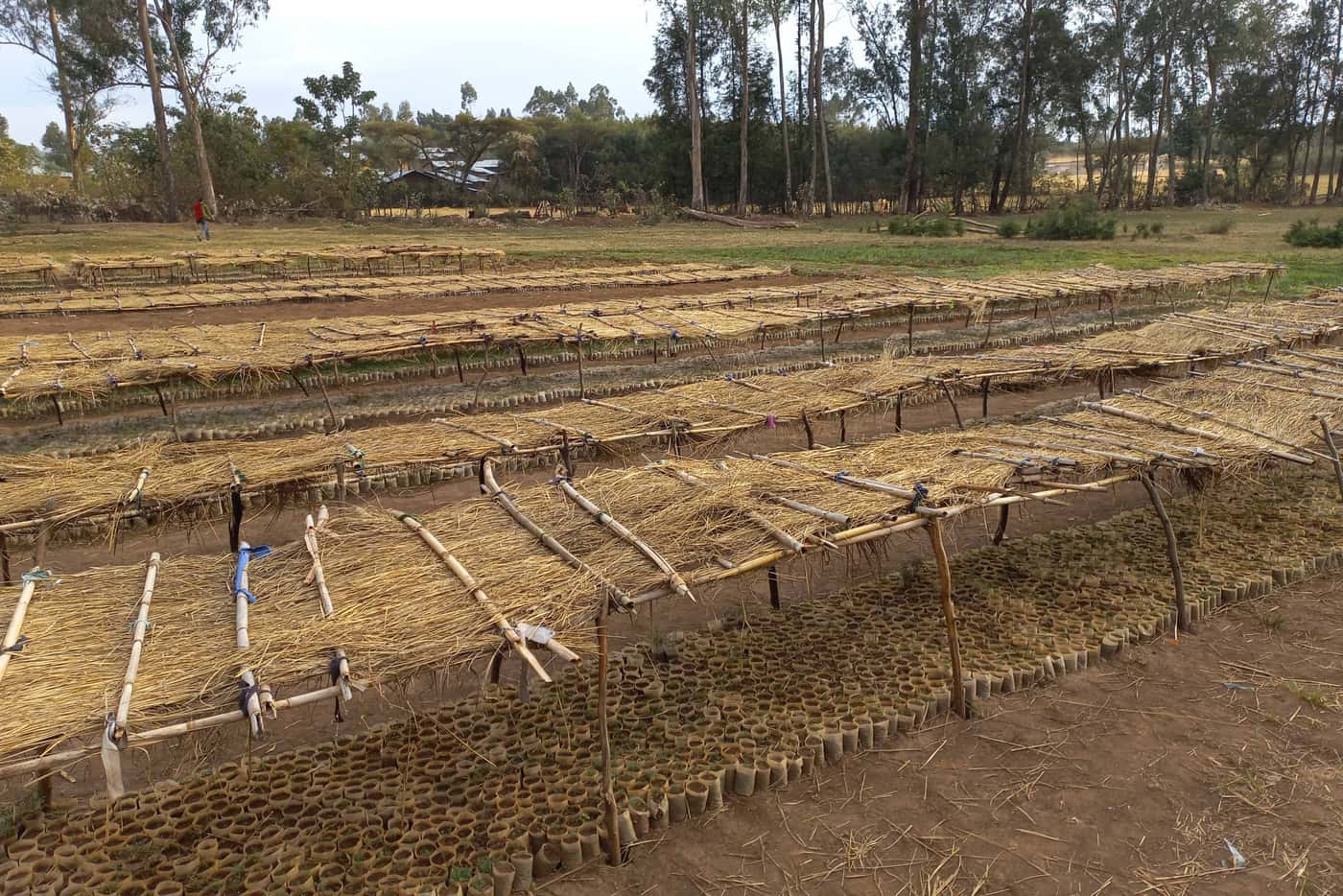 Survey of wattle pests and pathogens in Awi Zone, Ethiopia