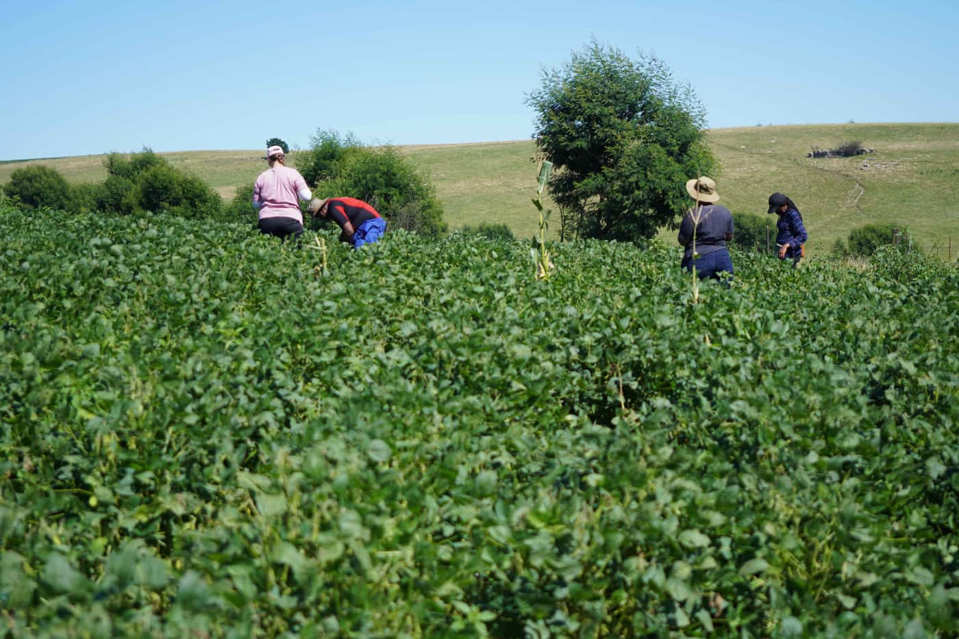 GRP extension trips: where to from here?