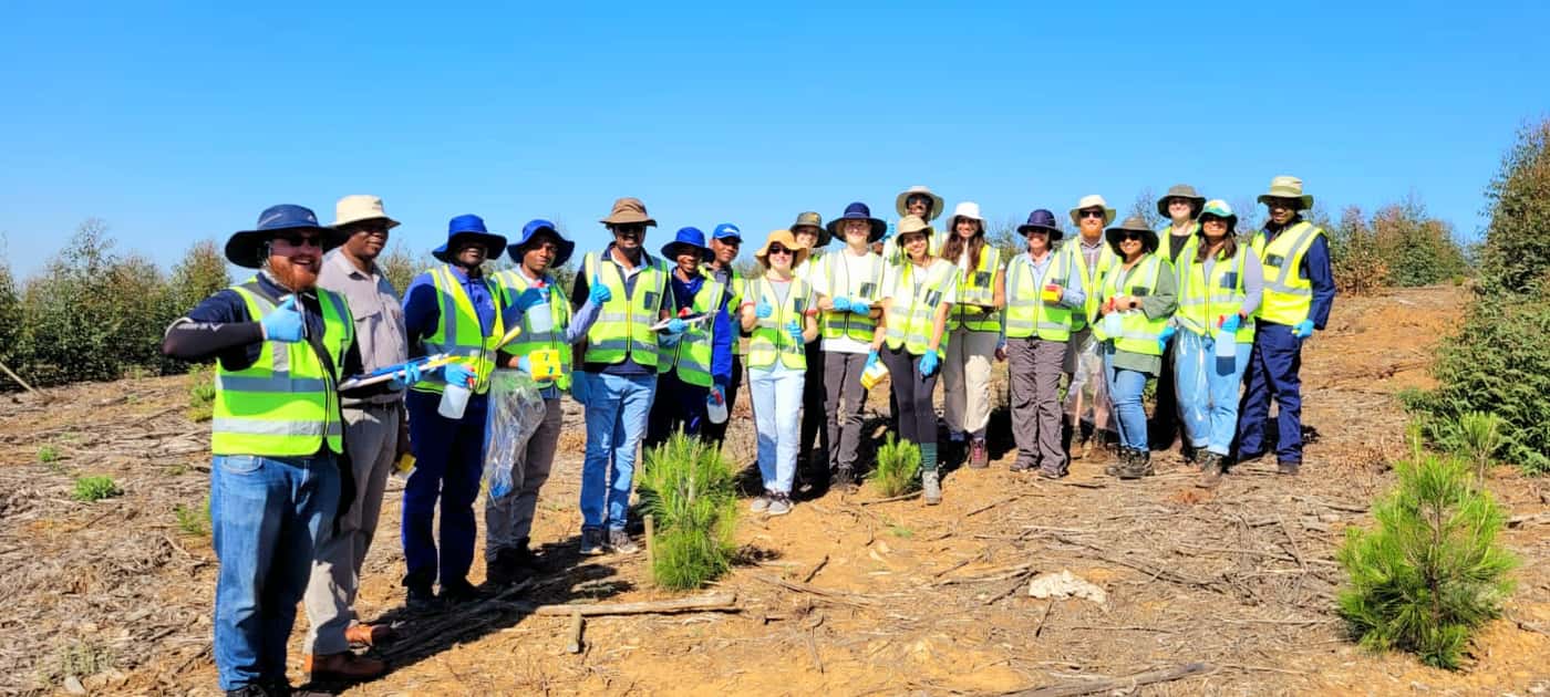 EPPI team performs in-field inoculation of the pitch canker pathogen