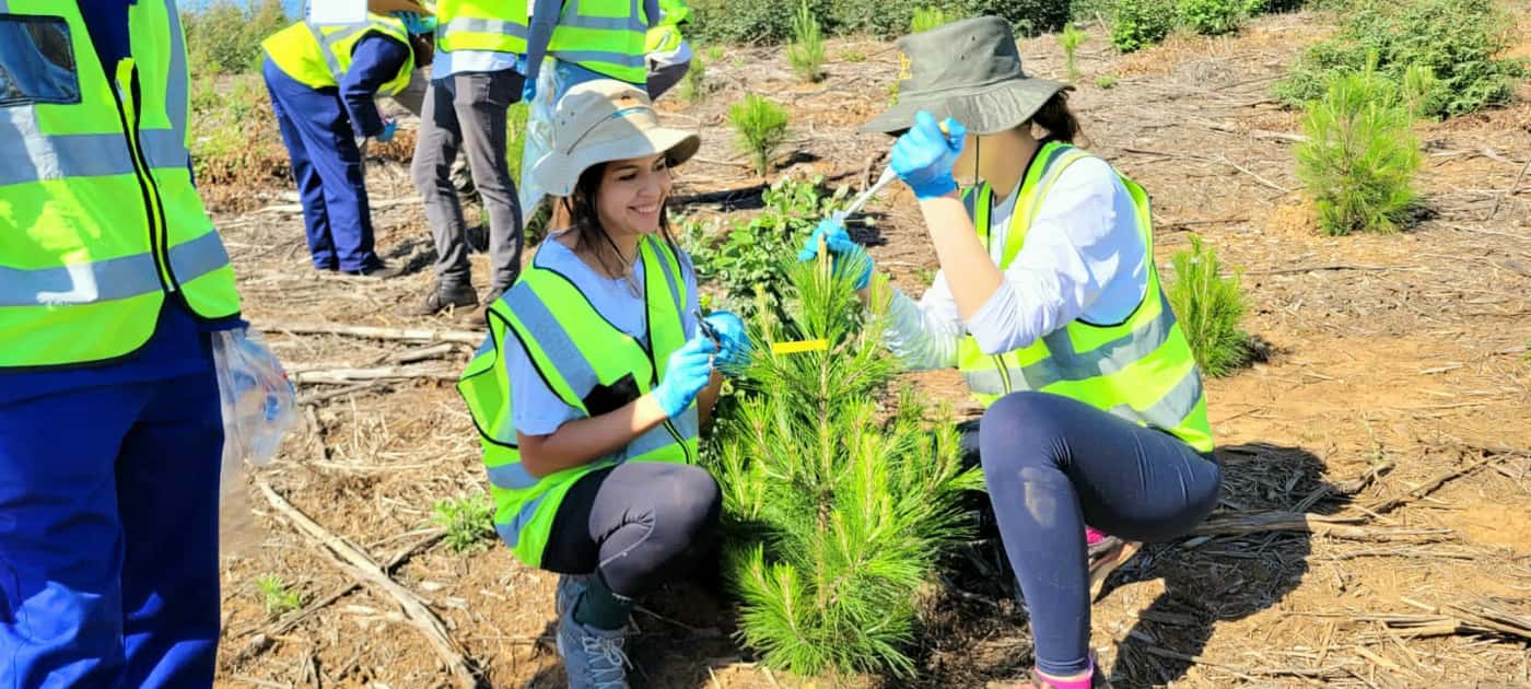 EPPI team performs in-field inoculation of the pitch canker pathogen