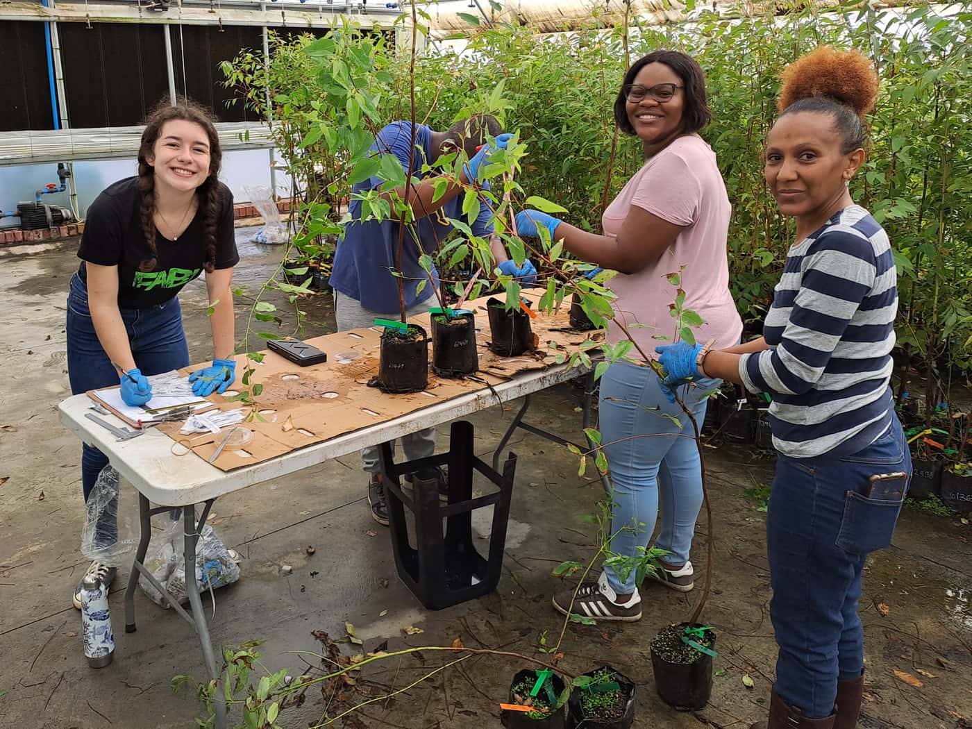 EPPI team undertakes a greenhouse inoculation trial