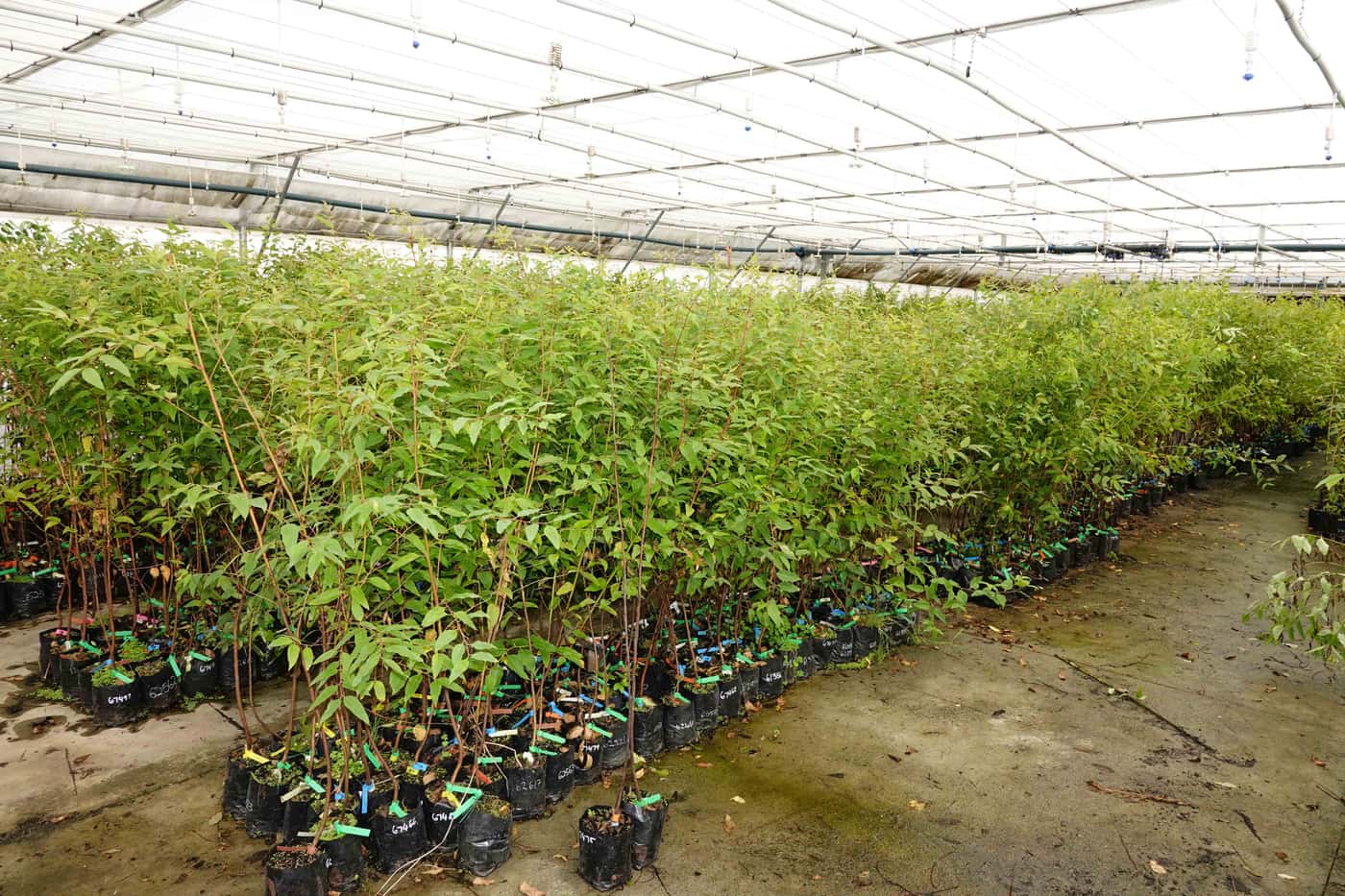 EPPI team undertakes a greenhouse inoculation trial