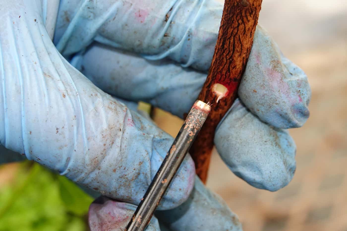 EPPI team undertakes a greenhouse inoculation trial