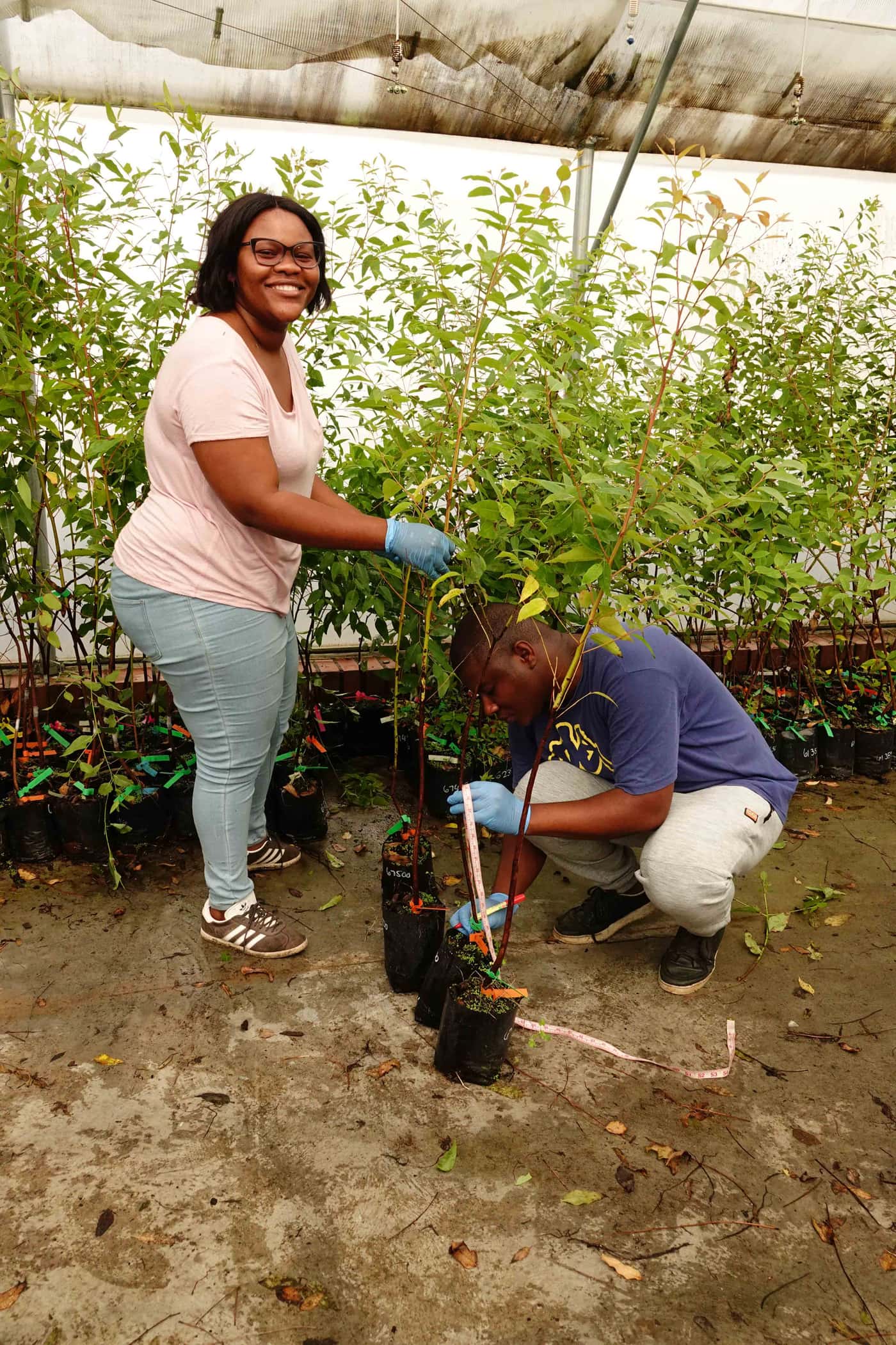 EPPI team undertakes a greenhouse inoculation trial