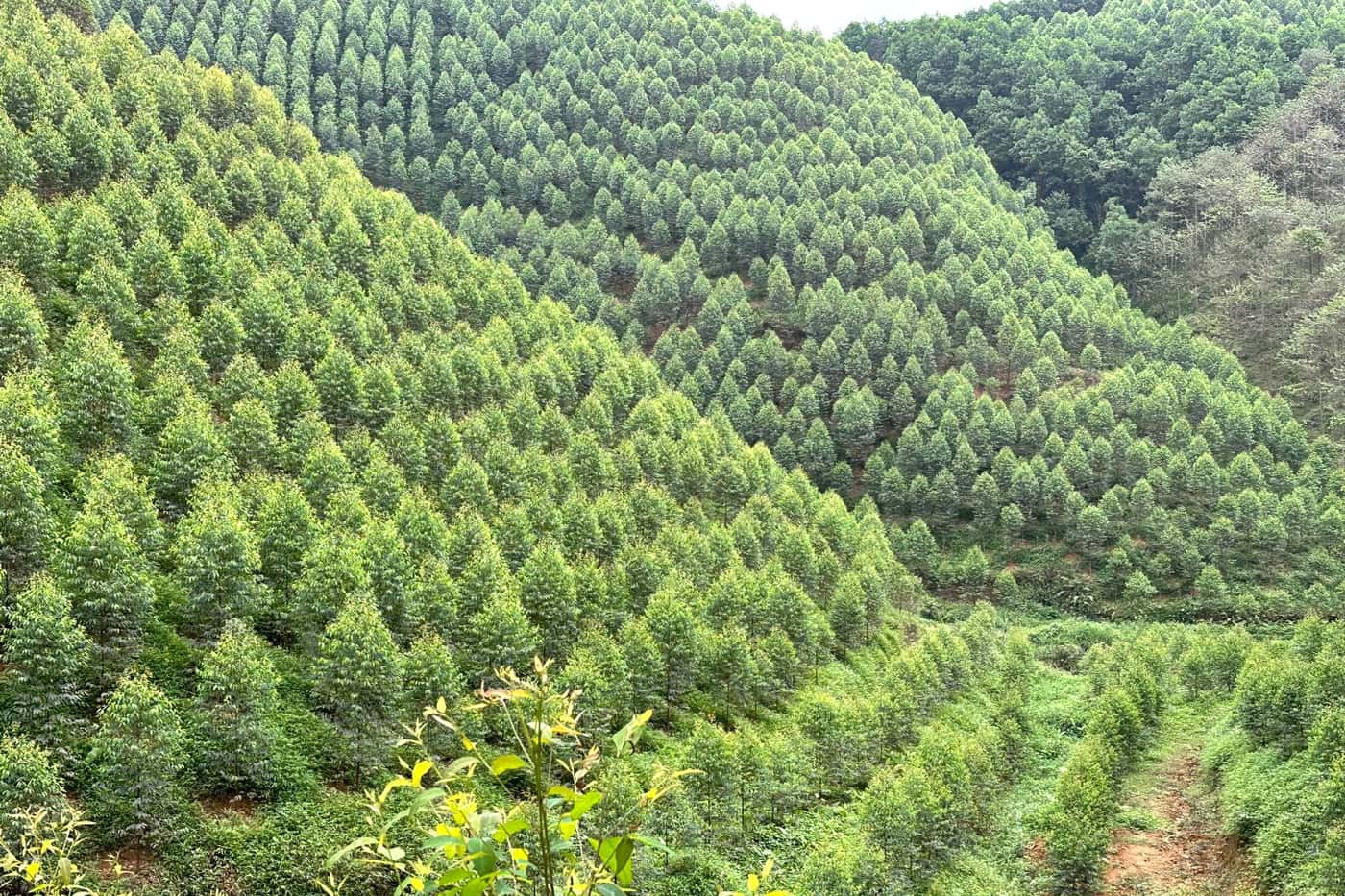 FABians visit Vietnam to search for a potential biocontrol agent for PSHB