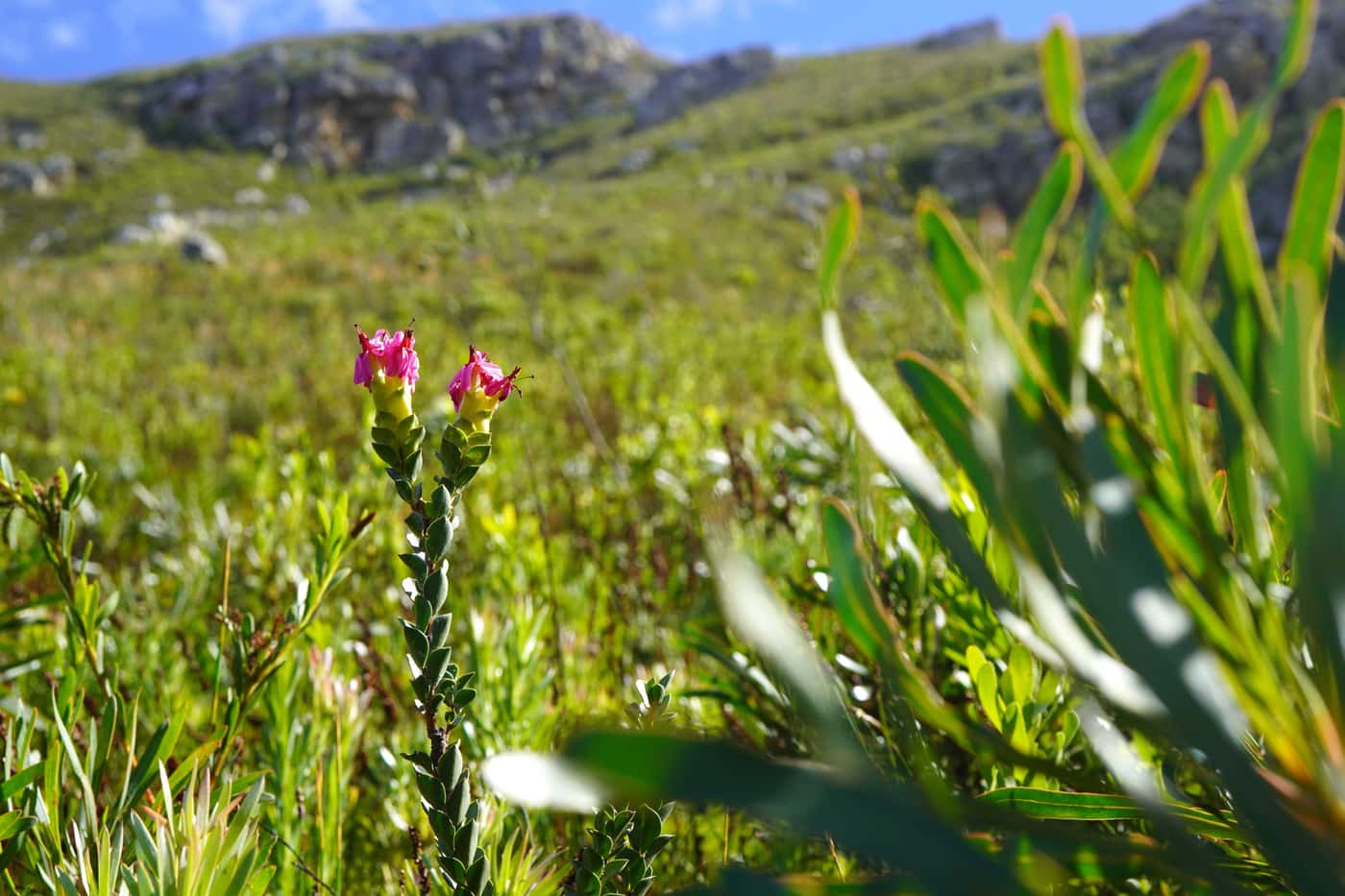 SASSY project completes its second collection trip in the Cape Town region