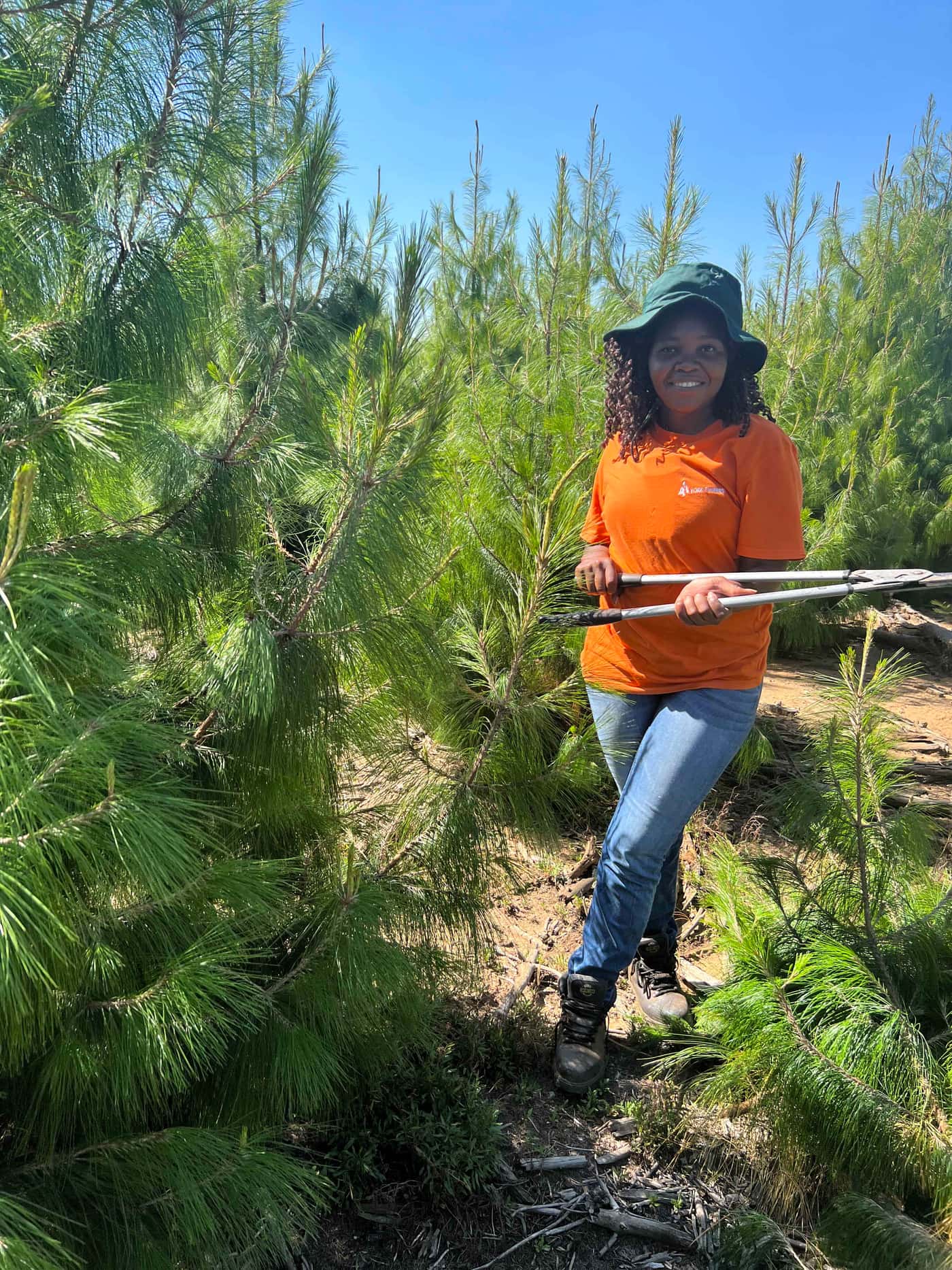 Pines for Pitch canker screening
