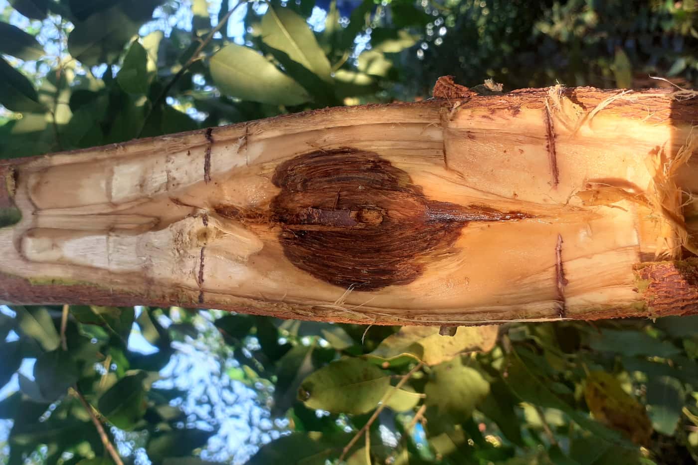 EPPI team performs the biggest impact evaluation from field inoculations of the canker pathogen <i>Chrysoporthe austroaf