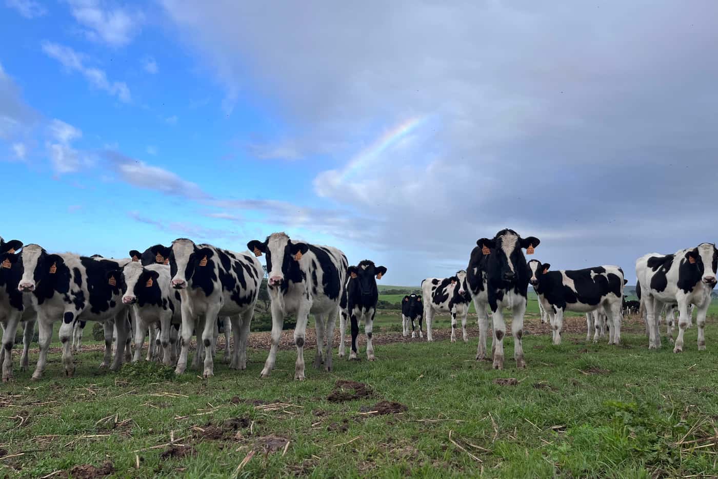 First grass sampling expedition: FABI and Milk SA collaborate to uncover <i>Pseudopithomyces</i> ins