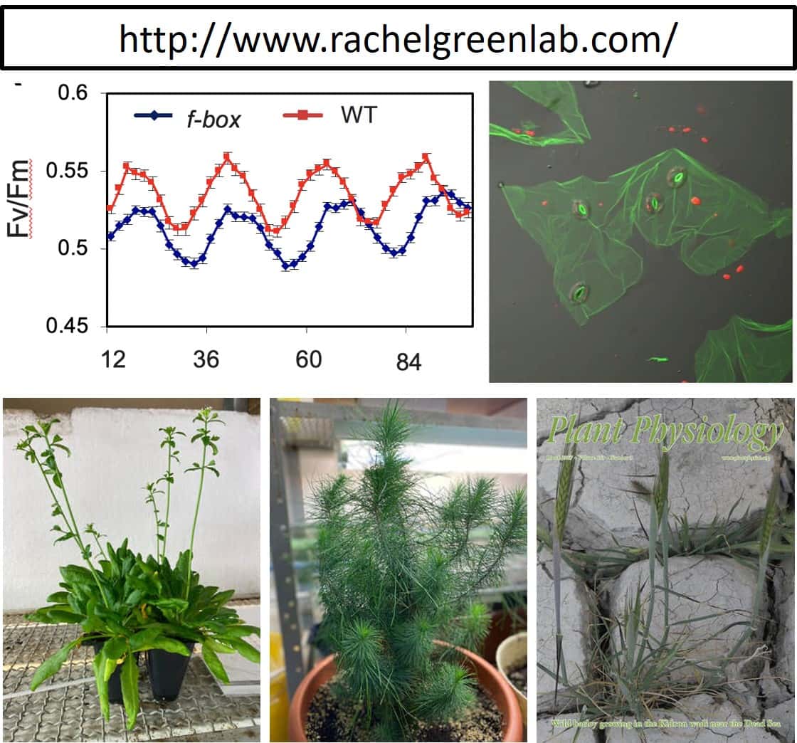 Plant and pathogen circadian clock discussions at FABI