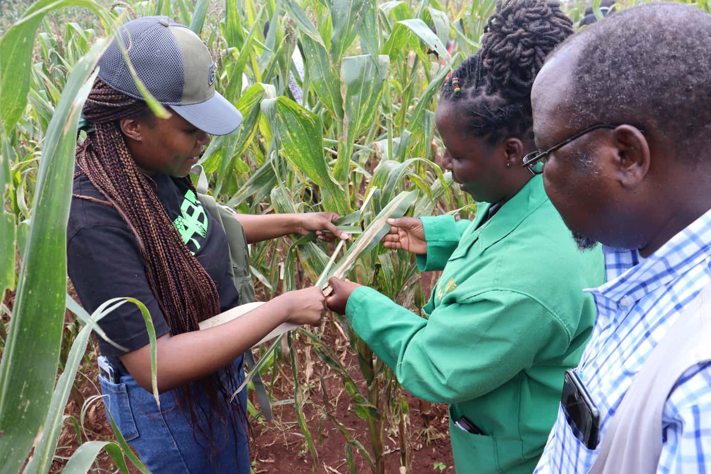 Maize disease outreach extends to Kenya