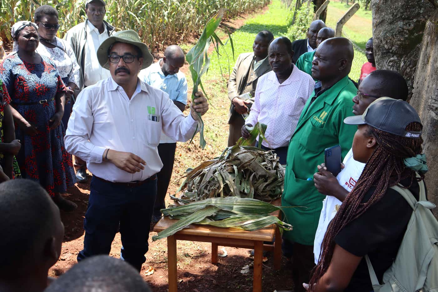 Maize disease outreach extends to Kenya