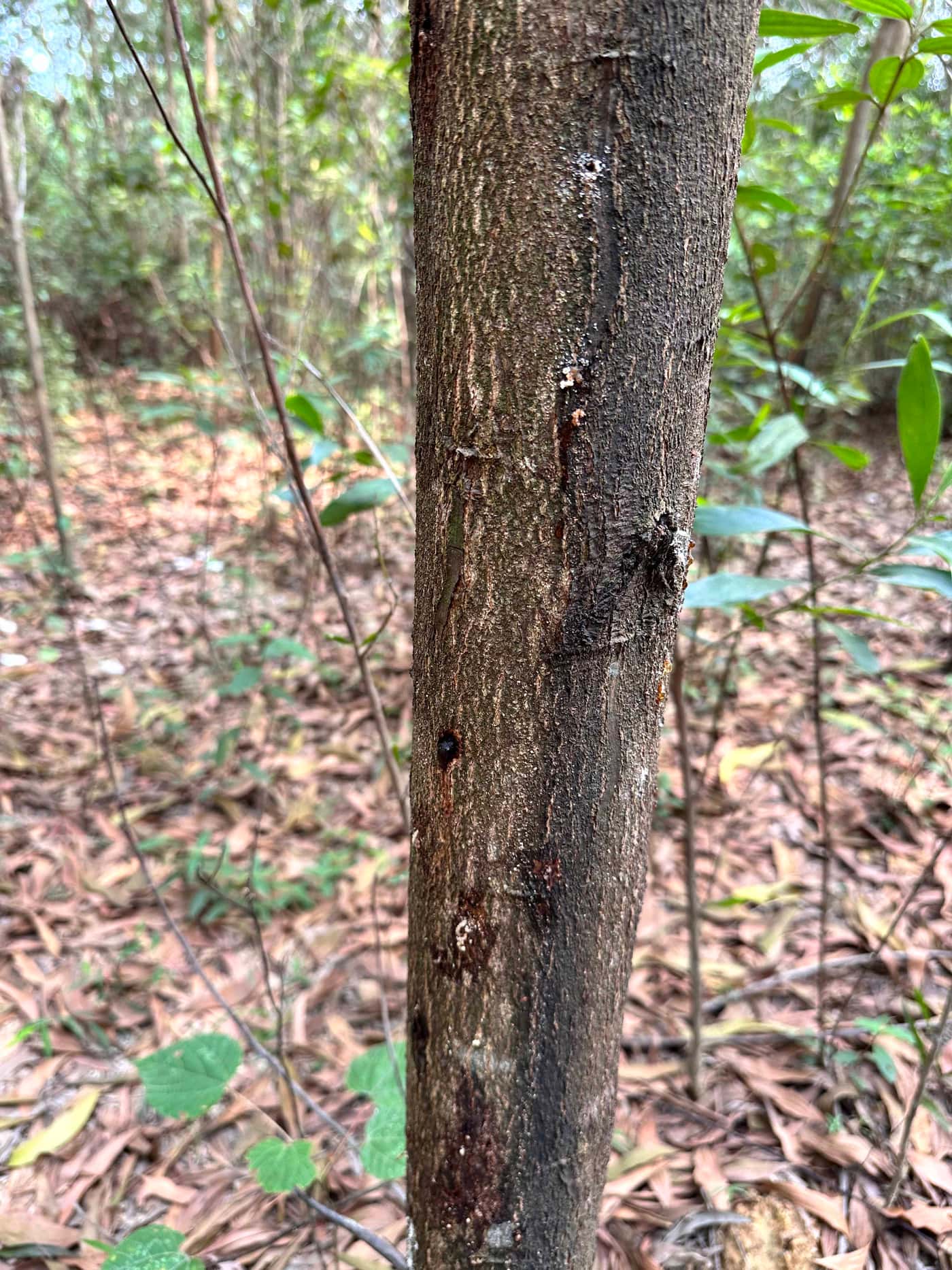 FABians visit central Vietnam to search for a potential biocontrol agent for PSHB