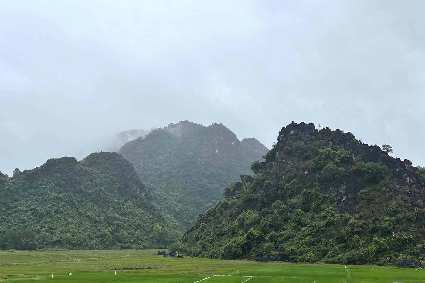 FABians visit central Vietnam to search for a potential biocontrol agent for PSHB