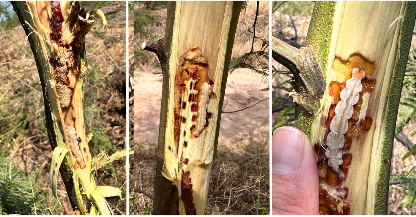 Two new Wattle pests detected