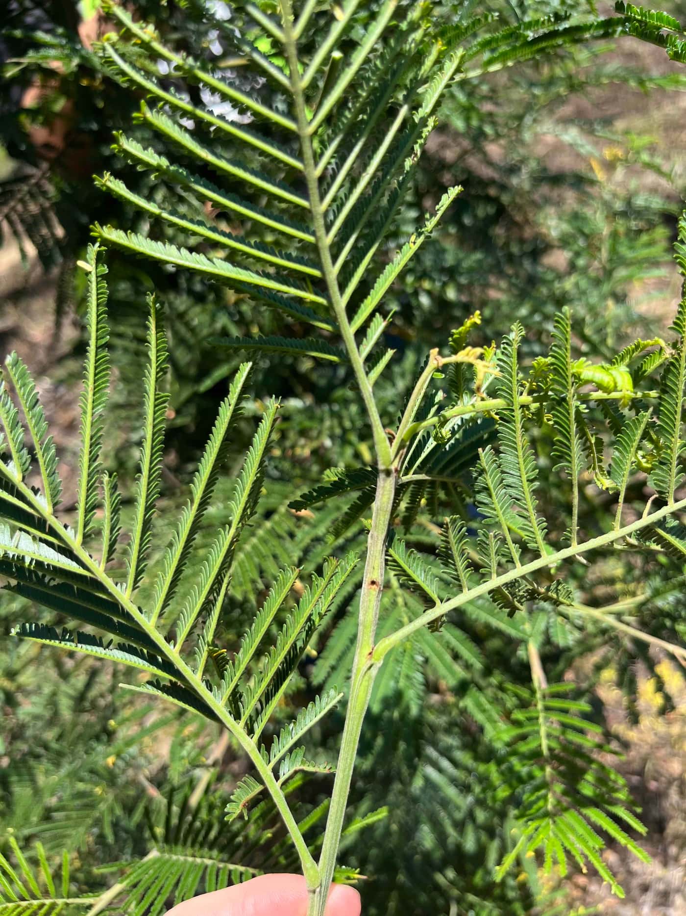 Two new Wattle pests detected