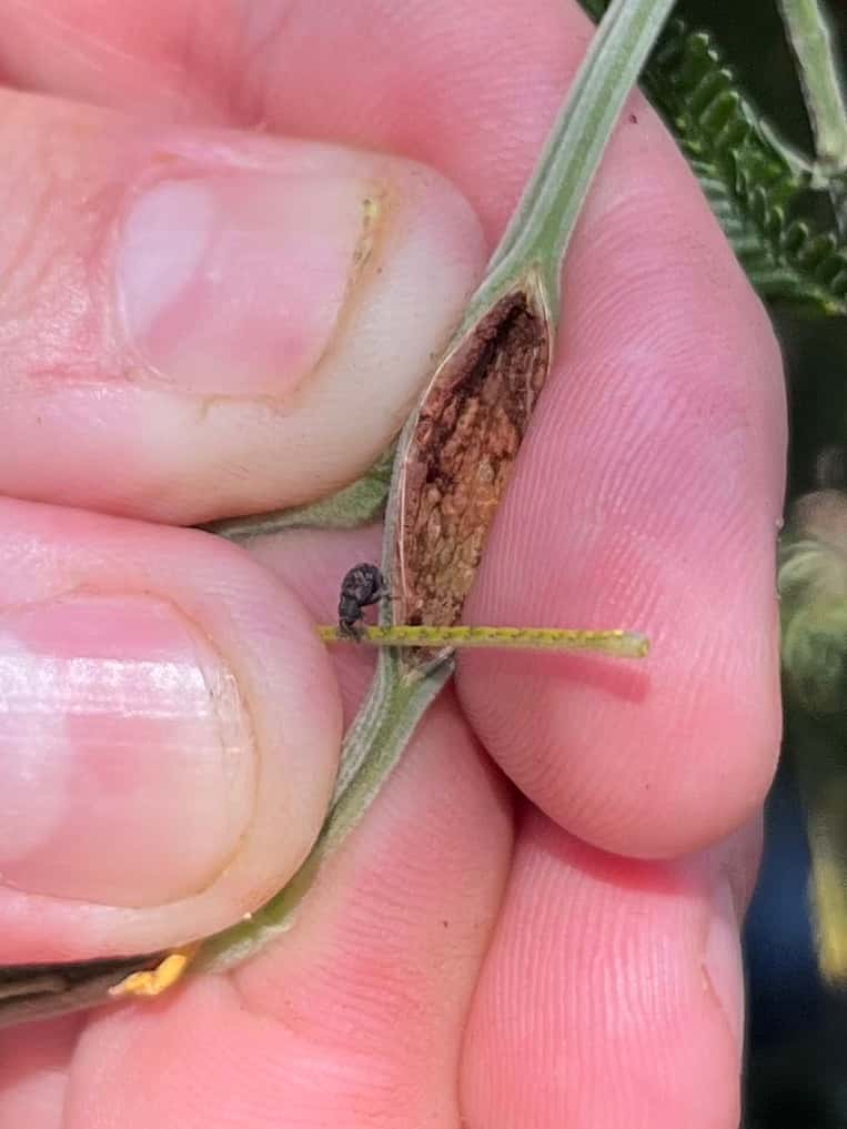 Two new Wattle pests detected