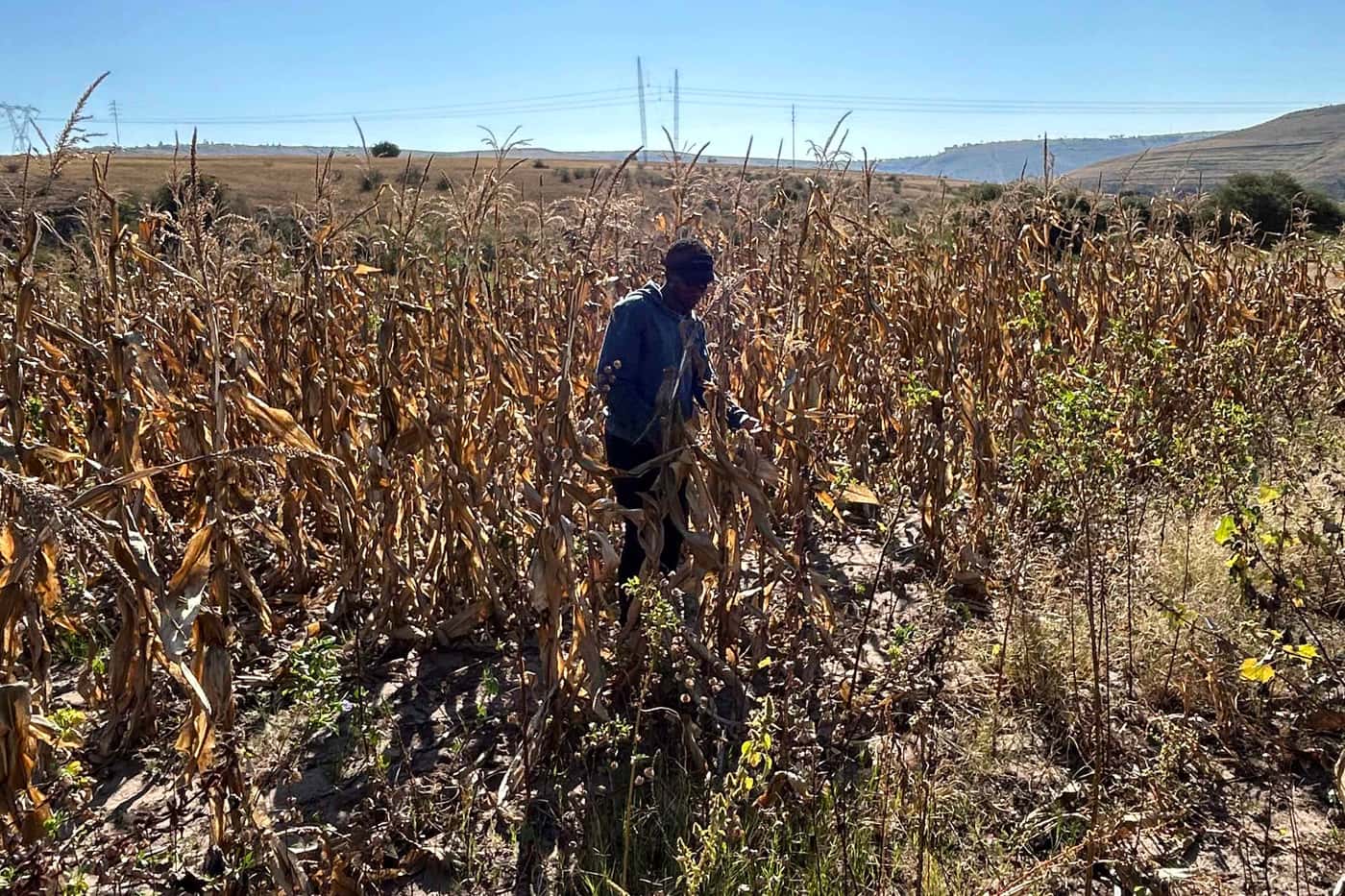 Collecting maize ear rots in the Eastern Cape