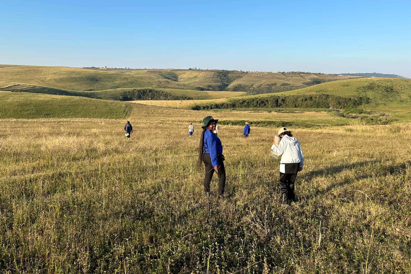 Collecting maize ear rots in the Eastern Cape