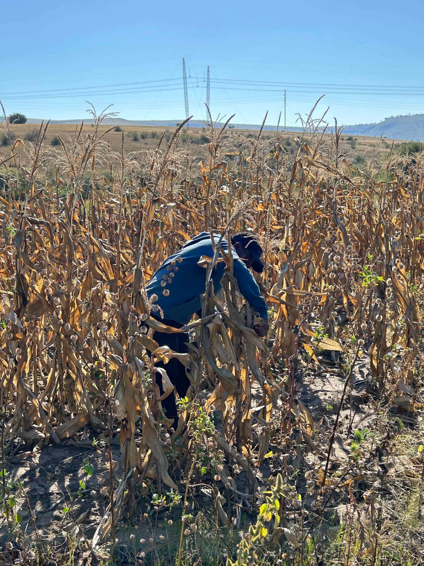 Collecting maize ear rots in the Eastern Cape