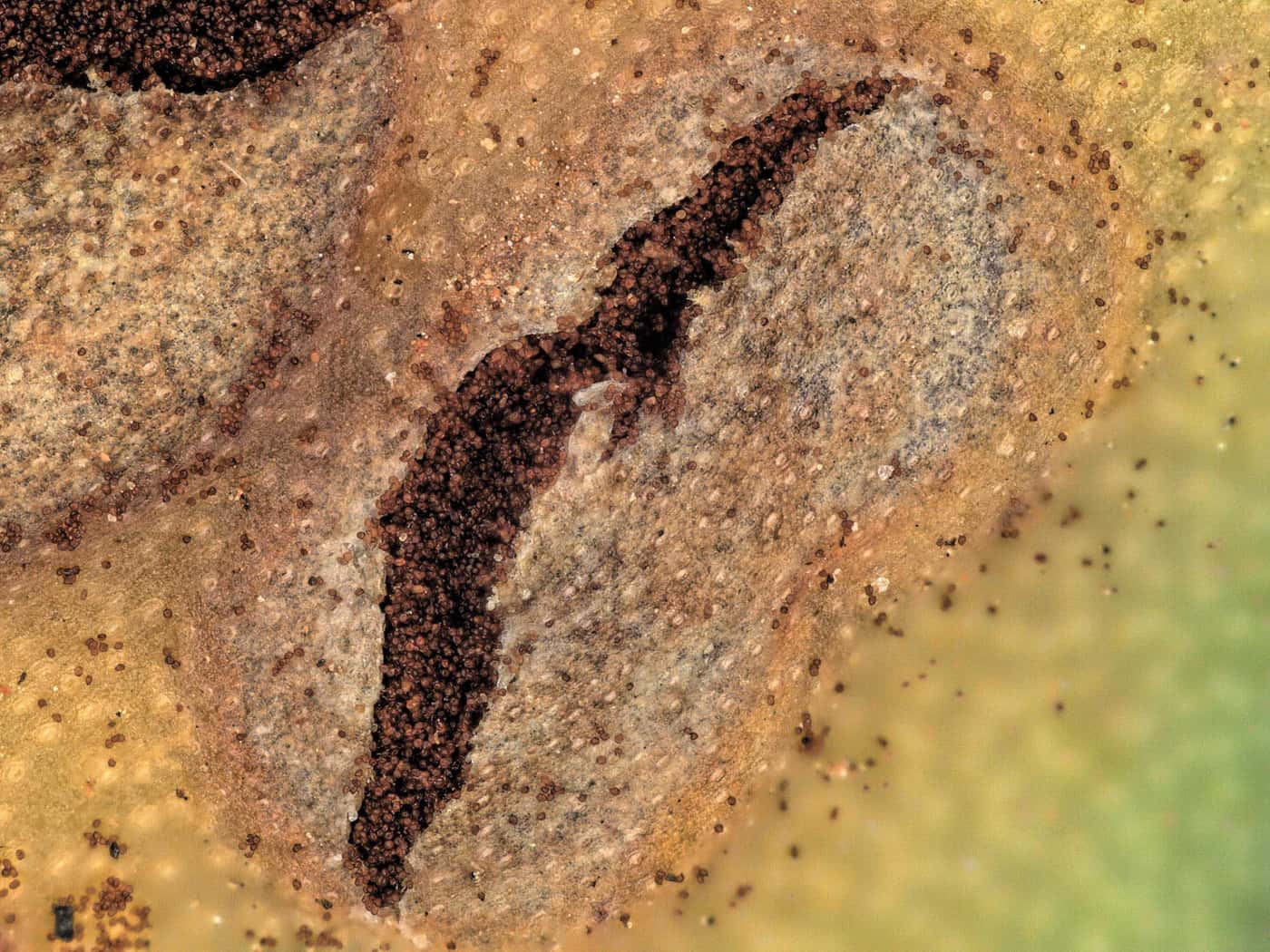 A new digital microscope in FABI: A first in Africa