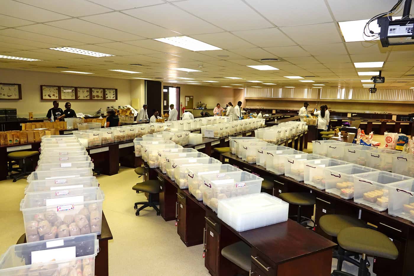 Annual seed packing for National Maize Cultivar Trials