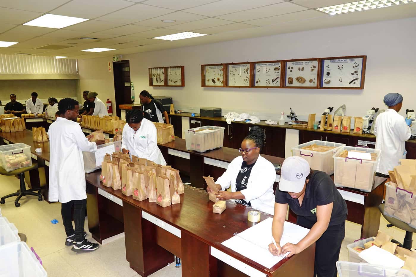 Annual seed packing for National Maize Cultivar Trials