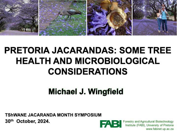 An on-line symposium celebrating Jacaranda month in Pretoria