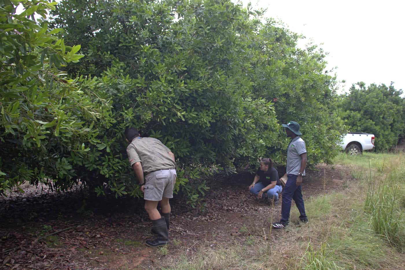 On-going macadamia pest and disease monitoring