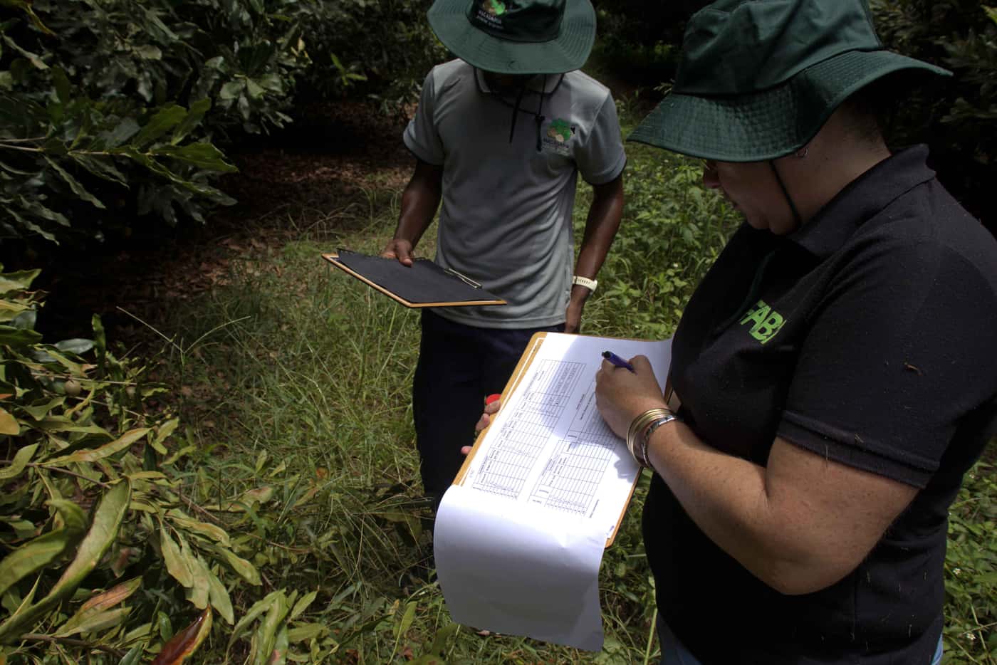 On-going macadamia pest and disease monitoring