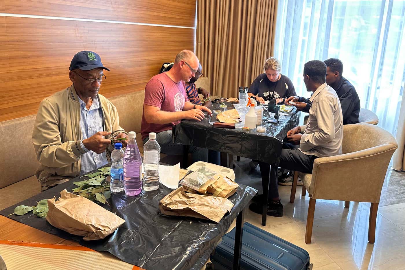 Investigating pests and diseases of Moringa and eucalypts in Ethiopia