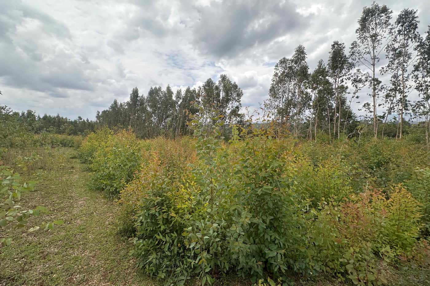 Investigating pests and diseases of Moringa and eucalypts in Ethiopia