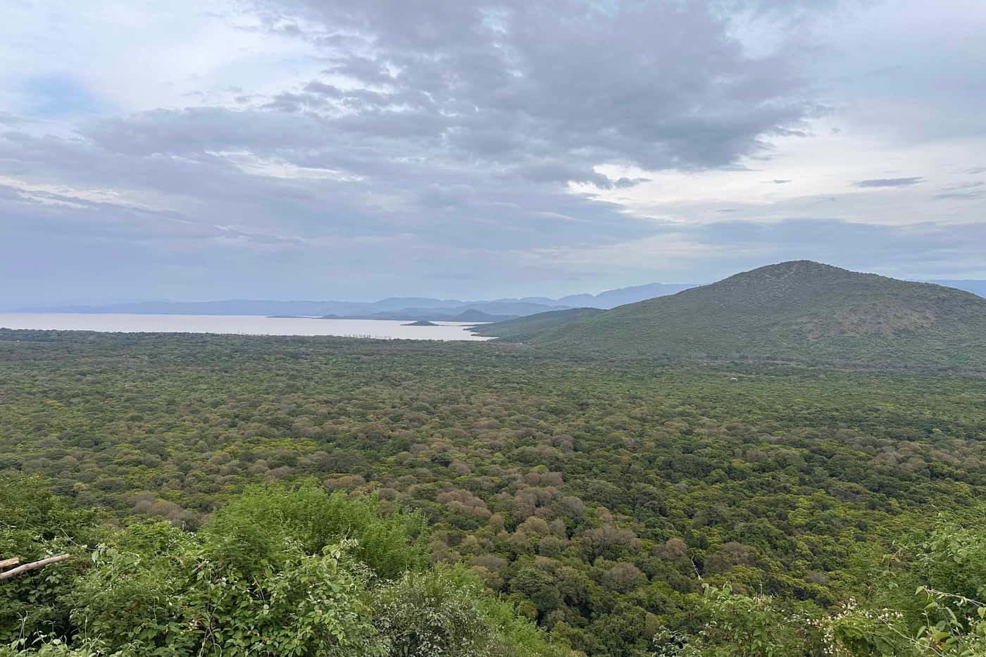 Investigating pests and diseases of Moringa and eucalypts in Ethiopia