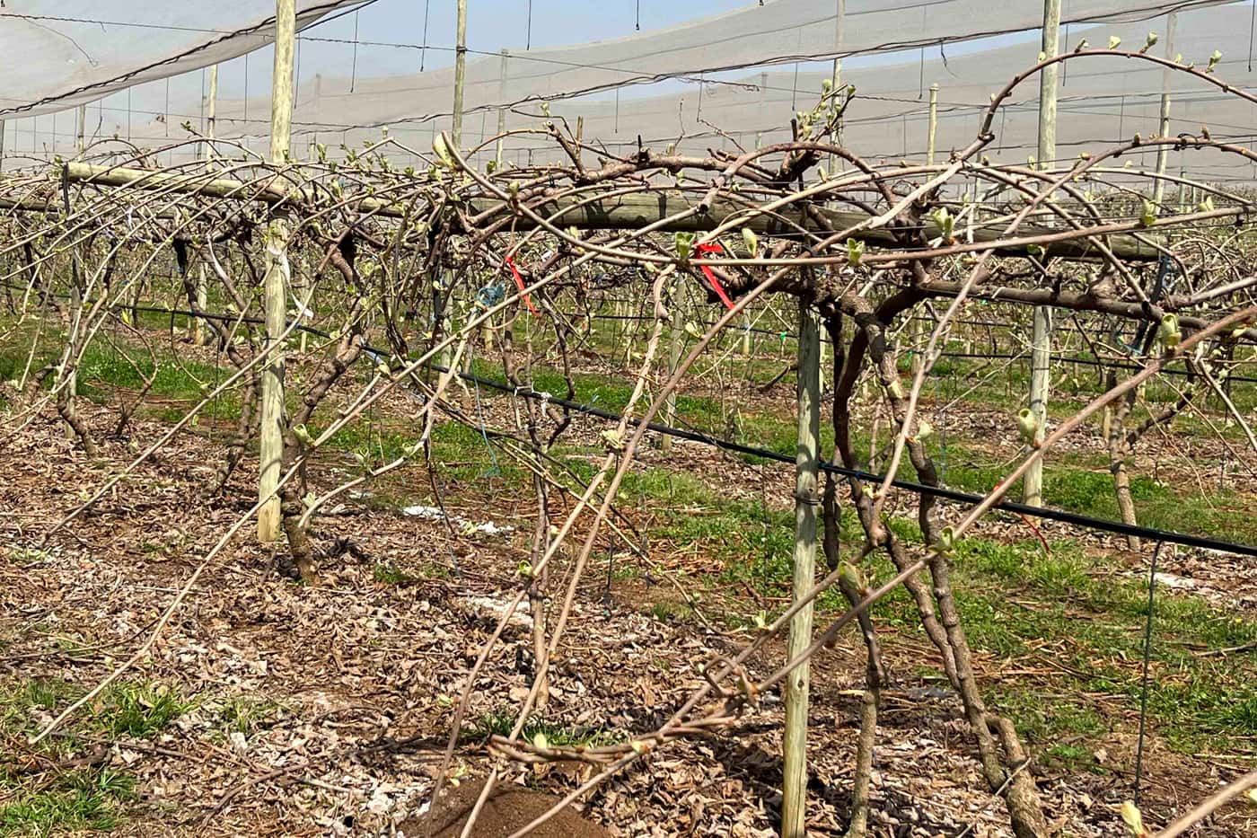 The KPP team gets ready for the new Kiwifruit season